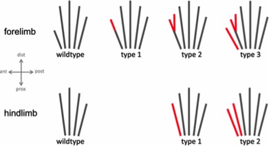 poly6