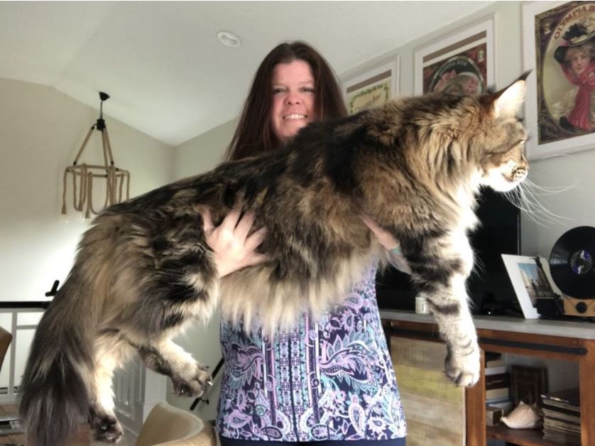 OMG! Todella iso Maine Coon