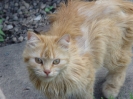 NewFoundationCats